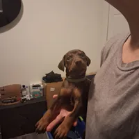 Nala, a female Doberman Pinscher for sale in Davenport, FL – Photo 2 of 10