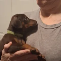 Nala, a female Doberman Pinscher for sale in Davenport, FL – Photo 8 of 10