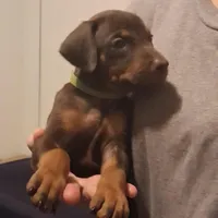 Nala, a female Doberman Pinscher for sale in Davenport, FL – Photo 7 of 10