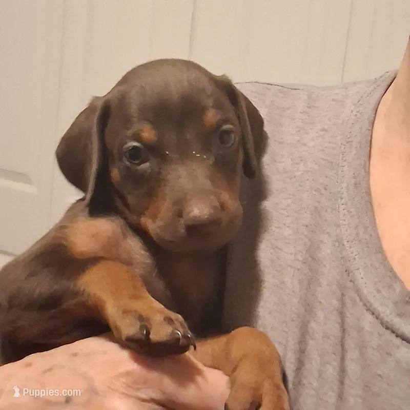 Nala – Doberman Pinscher puppy for sale in Davenport, FL