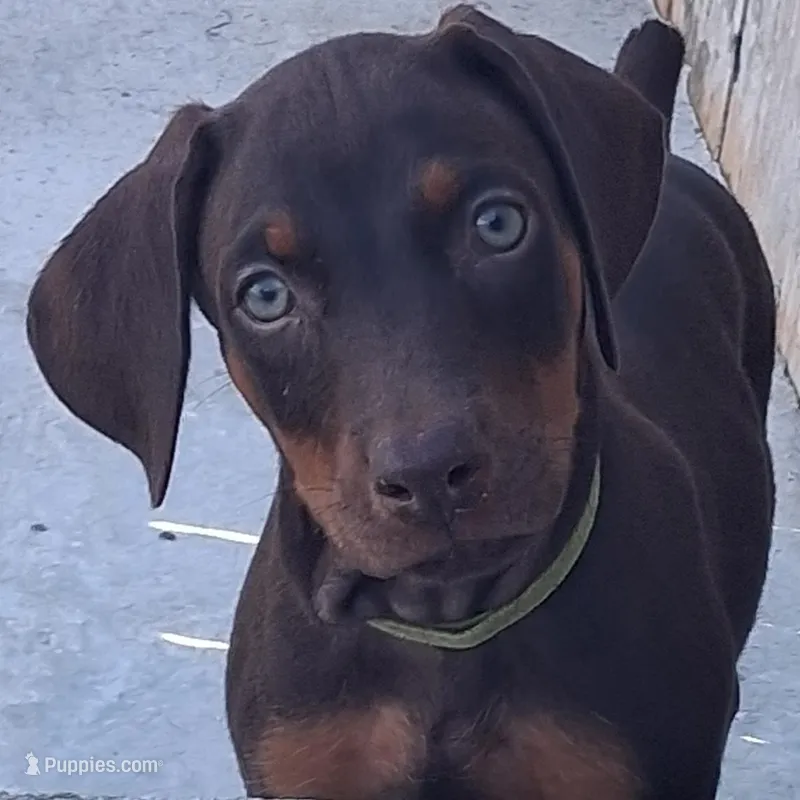 Nala – Doberman Pinscher puppy for sale in Davenport, FL