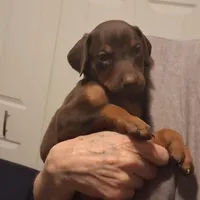 Nala, a female Doberman Pinscher for sale in Davenport, FL – Photo 6 of 10