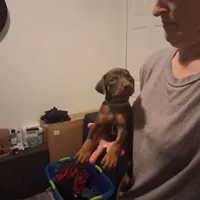 Nala, a female Doberman Pinscher for sale in Davenport, FL – Photo 5 of 10