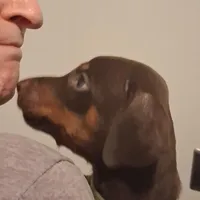 Nala, a female Doberman Pinscher for sale in Davenport, FL – Photo 3 of 10