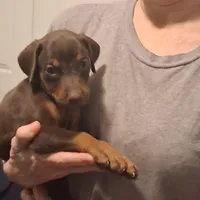 Nala, a female Doberman Pinscher for sale in Davenport, FL – Photo 10 of 10