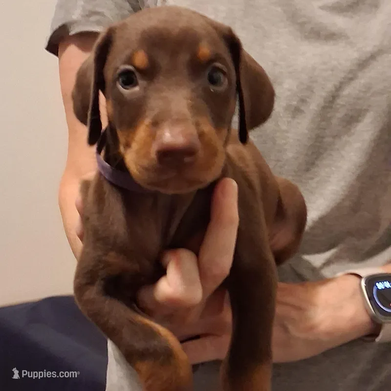 Molly – Doberman Pinscher puppy for sale in Davenport, FL