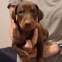 Molly, a female Doberman Pinscher for sale in Davenport, FL – Photo 1 of 9