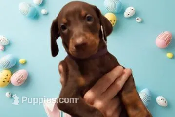 Molly – Doberman Pinscher puppy for sale in Davenport, FL
