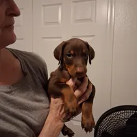 Molly, a female Doberman Pinscher for sale in Davenport, FL – Photo 9 of 9