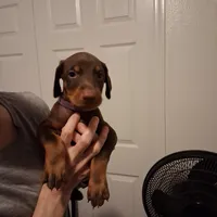 Molly, a female Doberman Pinscher for sale in Davenport, FL – Photo 3 of 9