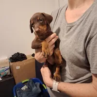 Molly, a female Doberman Pinscher for sale in Davenport, FL – Photo 2 of 9