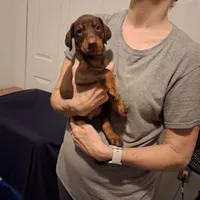 Molly, a female Doberman Pinscher for sale in Davenport, FL – Photo 7 of 9