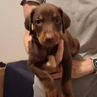 Molly, a female Doberman Pinscher for sale in Davenport, FL – Photo 8 of 9