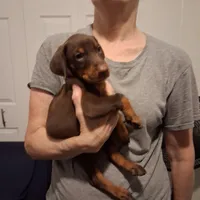 Molly, a female Doberman Pinscher for sale in Davenport, FL – Photo 4 of 9