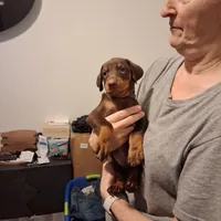 Molly, a female Doberman Pinscher for sale in Davenport, FL – Photo 6 of 9