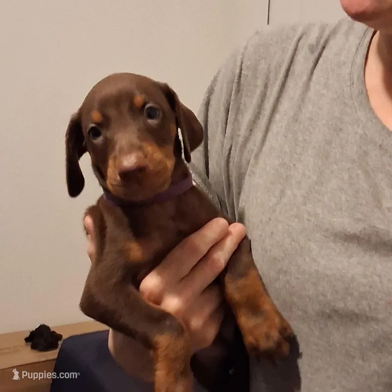 Molly – Doberman Pinscher puppy for sale in Davenport, FL