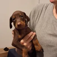 Molly, a female Doberman Pinscher for sale in Davenport, FL – Photo 5 of 9