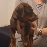 Zeus, a male Doberman Pinscher for sale in Davenport, FL – Photo 2 of 10