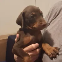 Zeus, a male Doberman Pinscher for sale in Davenport, FL – Photo 7 of 10