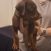 Zeus, a male Doberman Pinscher for sale in Davenport, FL – Photo 9 of 10