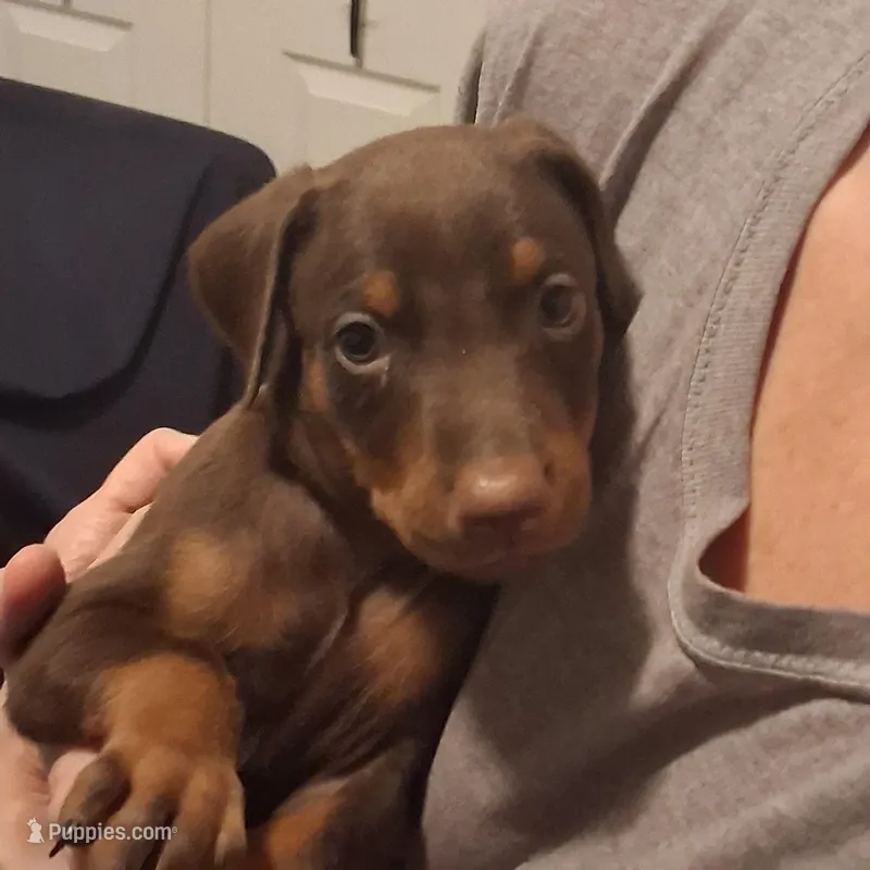 Zeus – Doberman Pinscher puppy for sale in Davenport, FL