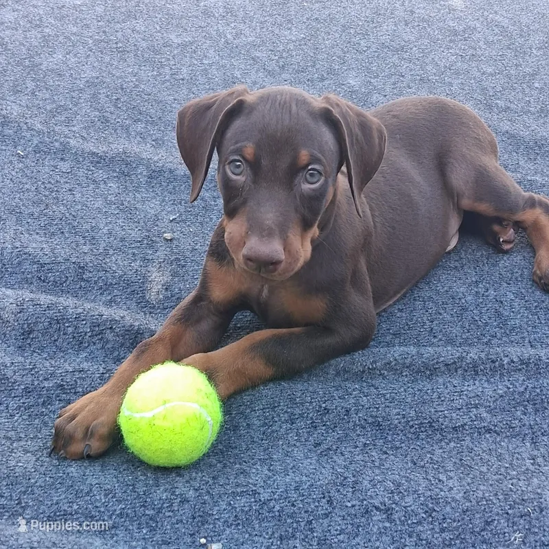 Zeus – Doberman Pinscher puppy for sale in Davenport, FL