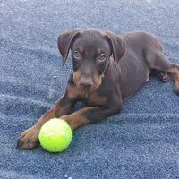 Zeus, a male Doberman Pinscher for sale in Davenport, FL – Photo 1 of 10