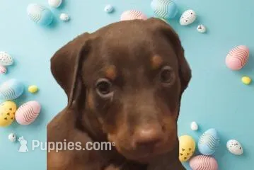 Zeus – Doberman Pinscher puppy for sale in Davenport, FL