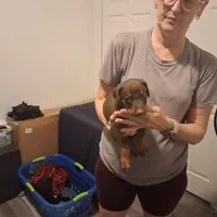 Zeus, a male Doberman Pinscher for sale in Davenport, FL – Photo 8 of 10