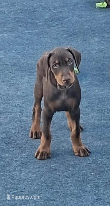 ZEUS – Doberman Pinscher puppy for sale in Davenport, FL