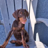 Puppy 1, a male Doberman Pinscher for sale in Davenport, FL – Photo 4 of 5