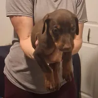 Zeus, a male Doberman Pinscher for sale in Davenport, FL – Photo 3 of 10