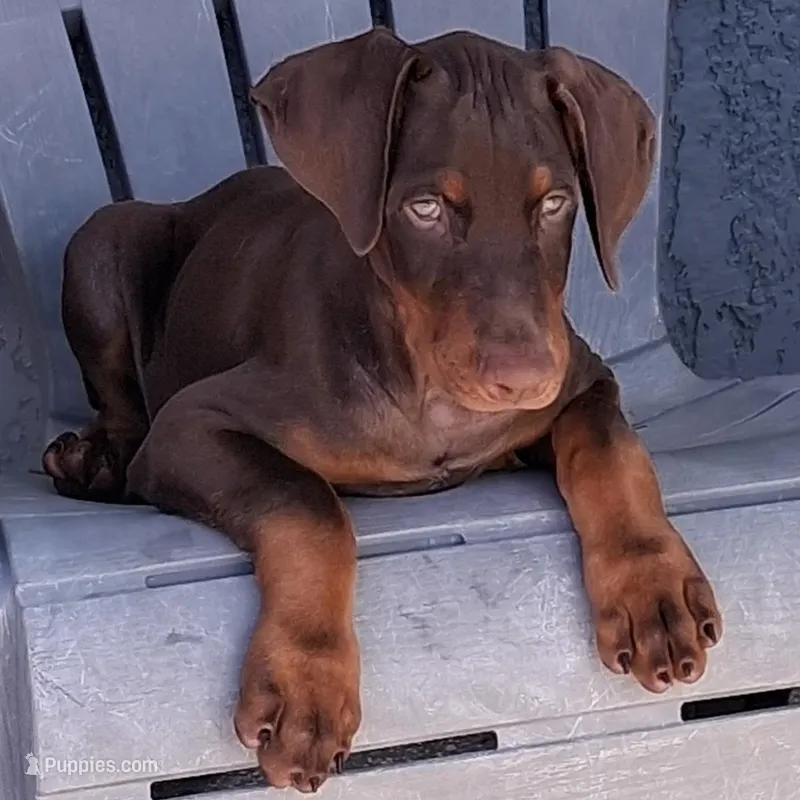 Puppy 1 – Doberman Pinscher puppy for sale in Davenport, FL