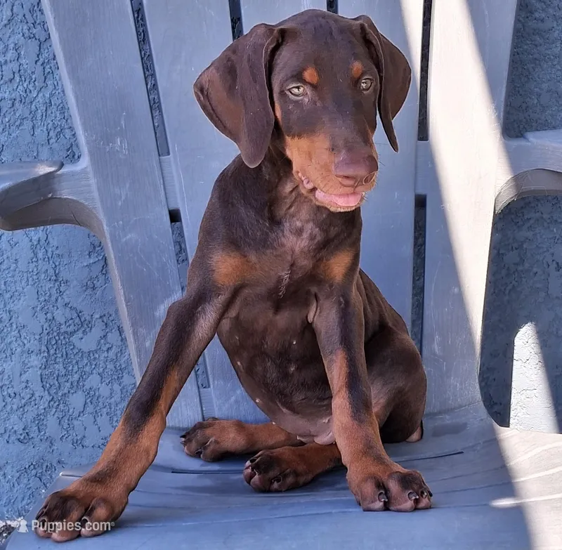 Puppy 1 – Doberman Pinscher puppy for sale in Davenport, FL