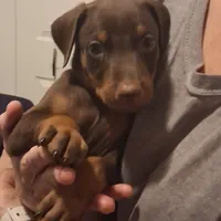 Zeus, a male Doberman Pinscher for sale in Davenport, FL – Photo 6 of 10