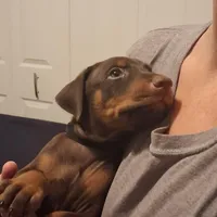 Zeus, a male Doberman Pinscher for sale in Davenport, FL – Photo 5 of 10