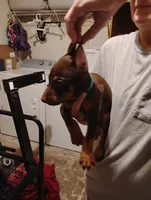 Lawson, a male Doberman Pinscher for sale in Davenport, FL – 3 of 3
