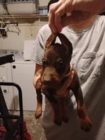 Fable, a female Doberman Pinscher for sale in Davenport, FL – 2 of 3
