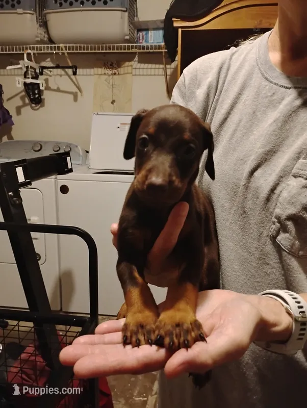 Myla – Doberman Pinscher puppy for sale in Davenport, FL