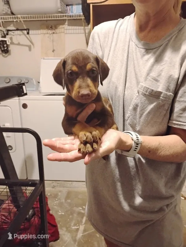Sutton  – Doberman Pinscher puppy for sale in Davenport, FL