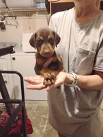 Sutton , a female Doberman Pinscher for sale in Davenport, FL – 1 of 4