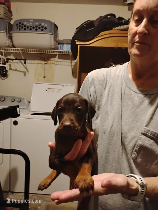 Winsley – Doberman Pinscher puppy for sale in Davenport, FL