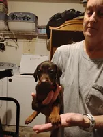 Winsley, a female Doberman Pinscher for sale in Davenport, FL – 1 of 3