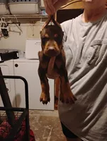 Sutton , a female Doberman Pinscher for sale in Davenport, FL – 4 of 4