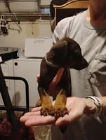 Myla, a female Doberman Pinscher for sale in Davenport, FL – 4 of 4