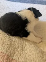 Tri Girl 1, a female Miniature American Shepherd for sale in Red Bluff, CA – 6 of 7