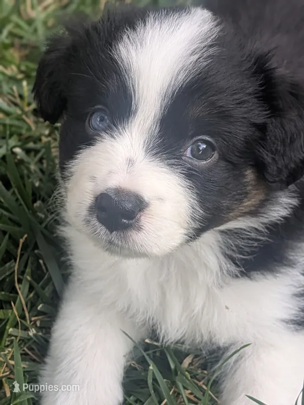 Tri Girl 1 – Miniature American Shepherd puppy for sale in Red Bluff, CA