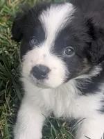 Tri Girl 1, a female Miniature American Shepherd for sale in Red Bluff, CA – 7 of 9