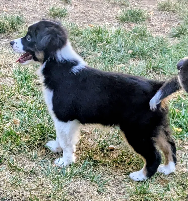Tri Girl 1 – Miniature American Shepherd puppy for sale in Red Bluff, CA