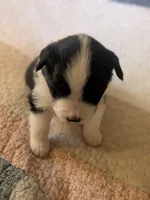 Tri Girl 1, a female Miniature American Shepherd for sale in Red Bluff, CA – 2 of 7